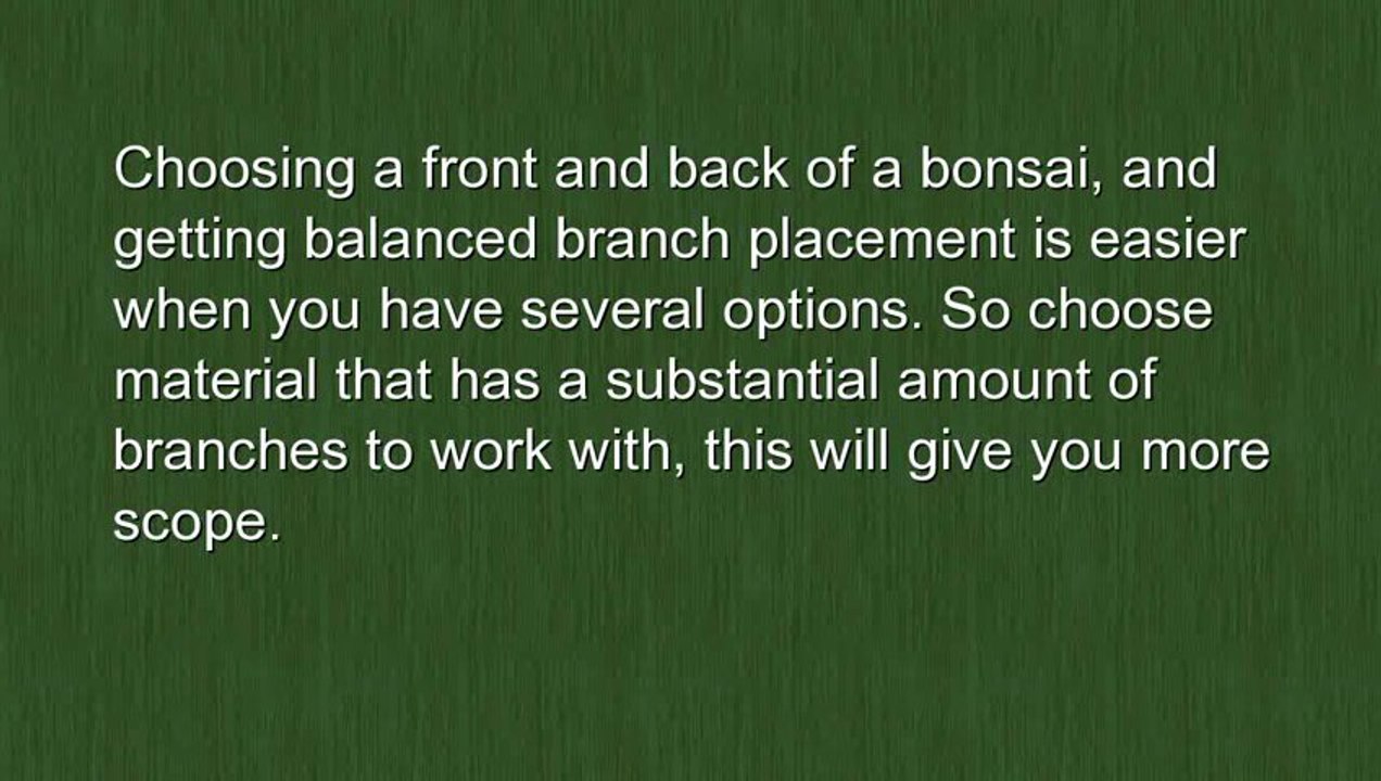 Choose the right bonsai starter