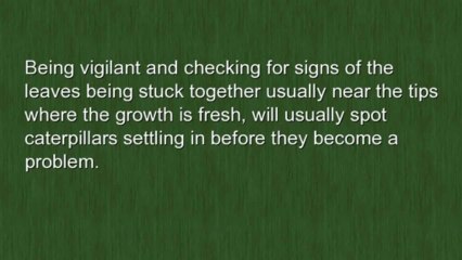 Caring for Fig Bonsai