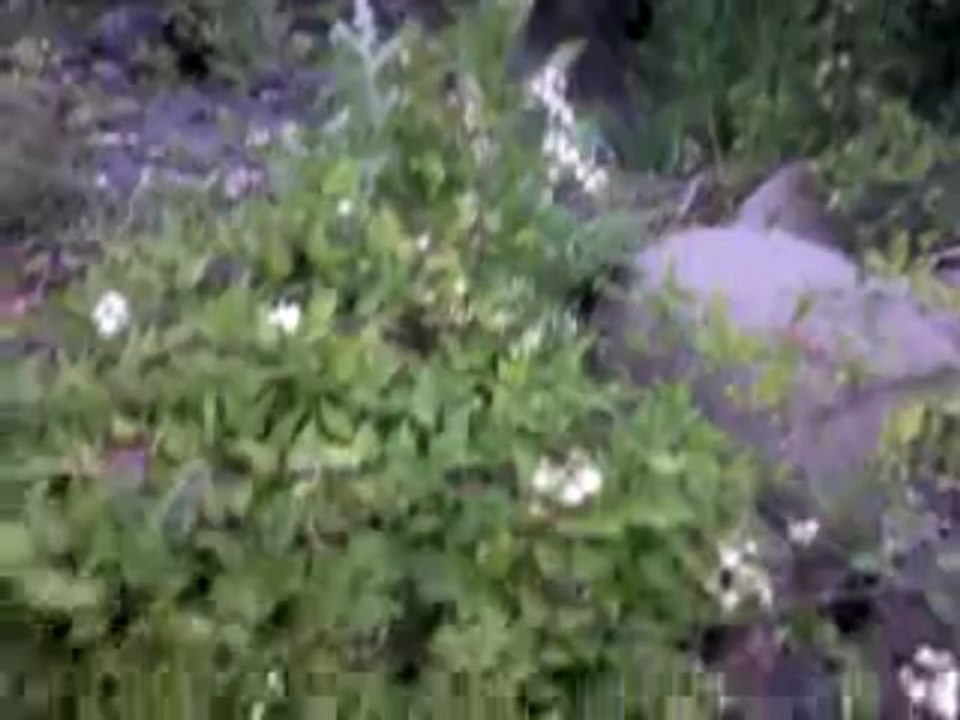 Video0460