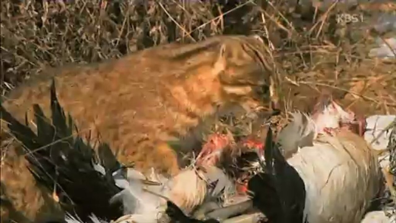 걸작 다큐멘터리(DMZ 두루미)