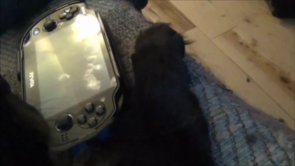 Señor Gato opina sobre la XBOX ONE y PS4