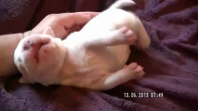Chiot n°1 de la 11ème portée de Staffordland Elevage exclusif de staffordshire bull terrier ( staffie ) vidéo