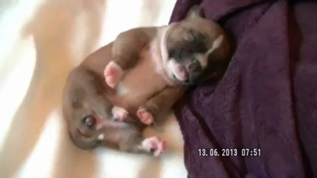 Chiot n°2 de la 11ème portée de Staffordland Elevage exclusif de staffordshire bull terrier ( staffie ) vidéo