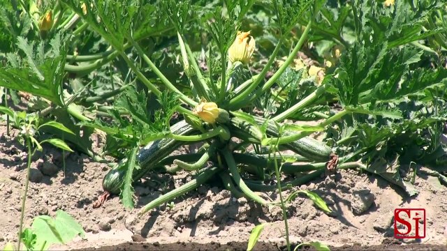 Napoli - L'orto nel carcere di Secondigliano -1- (17.06.13)