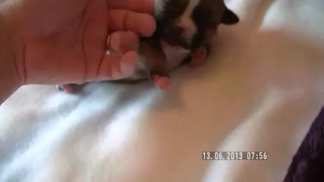 Chiot n°4 de la 11ème portée de Staffordland Elevage exclusif de staffordshire bull terrier ( staffie ) vidéo