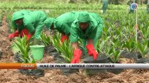 Huile de palme : l’Afrique contre-attaque