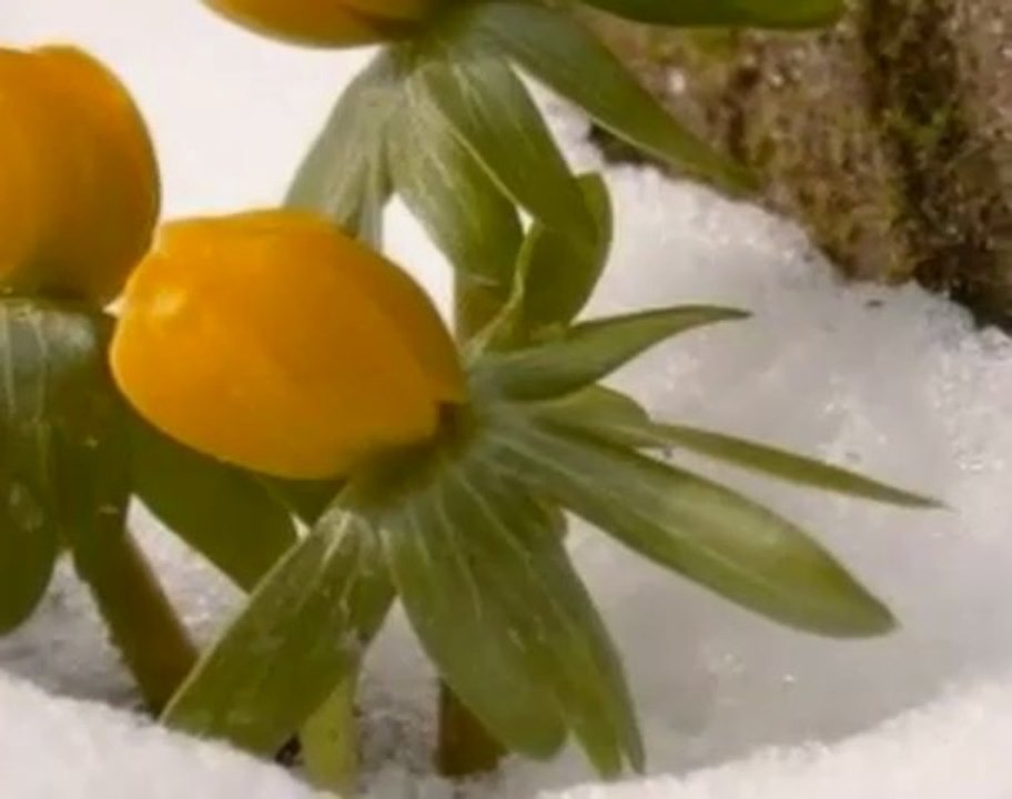 Bedirhan Gökçe   Ezan Çiçekleri Açarken Geldin WwW SeSLiDoSTuM CoM