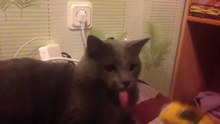 Кот показывает язык под звук рулетки