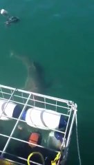 Белая акула проникла в клетку к дайверам