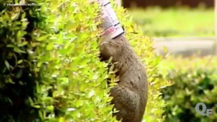 Cute Video of a Fox Asking For Help