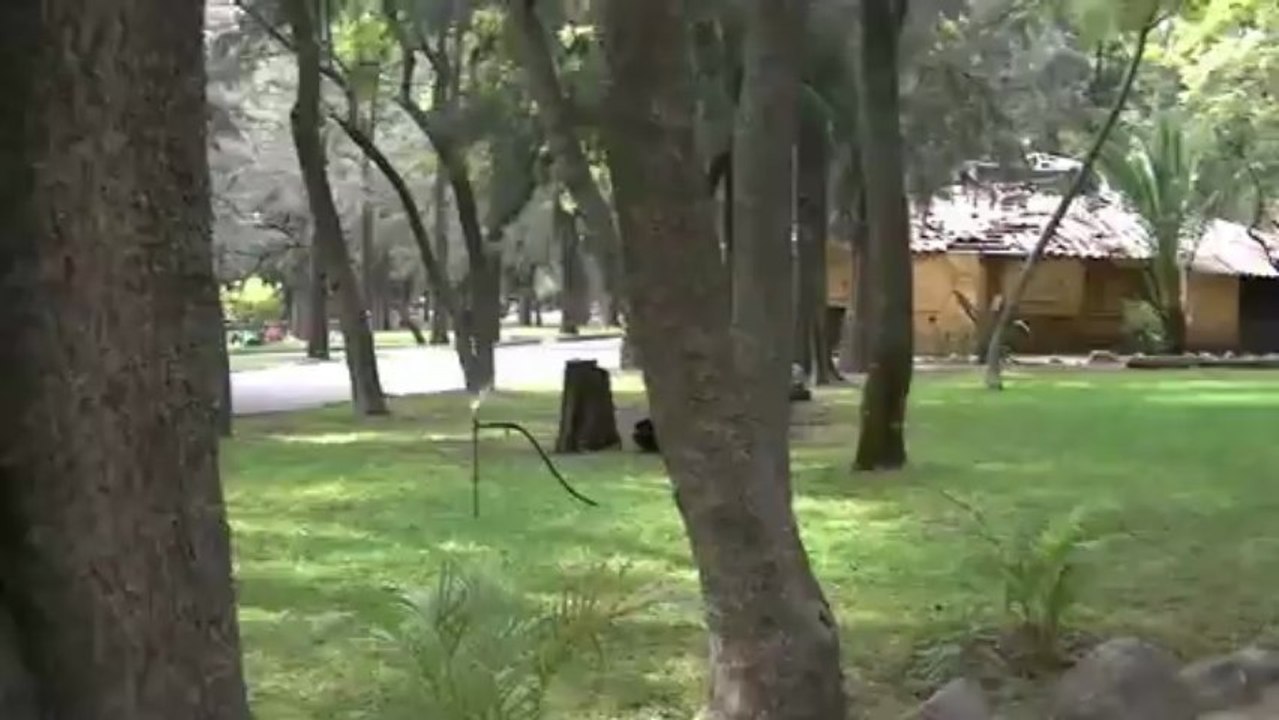 zooleon gto