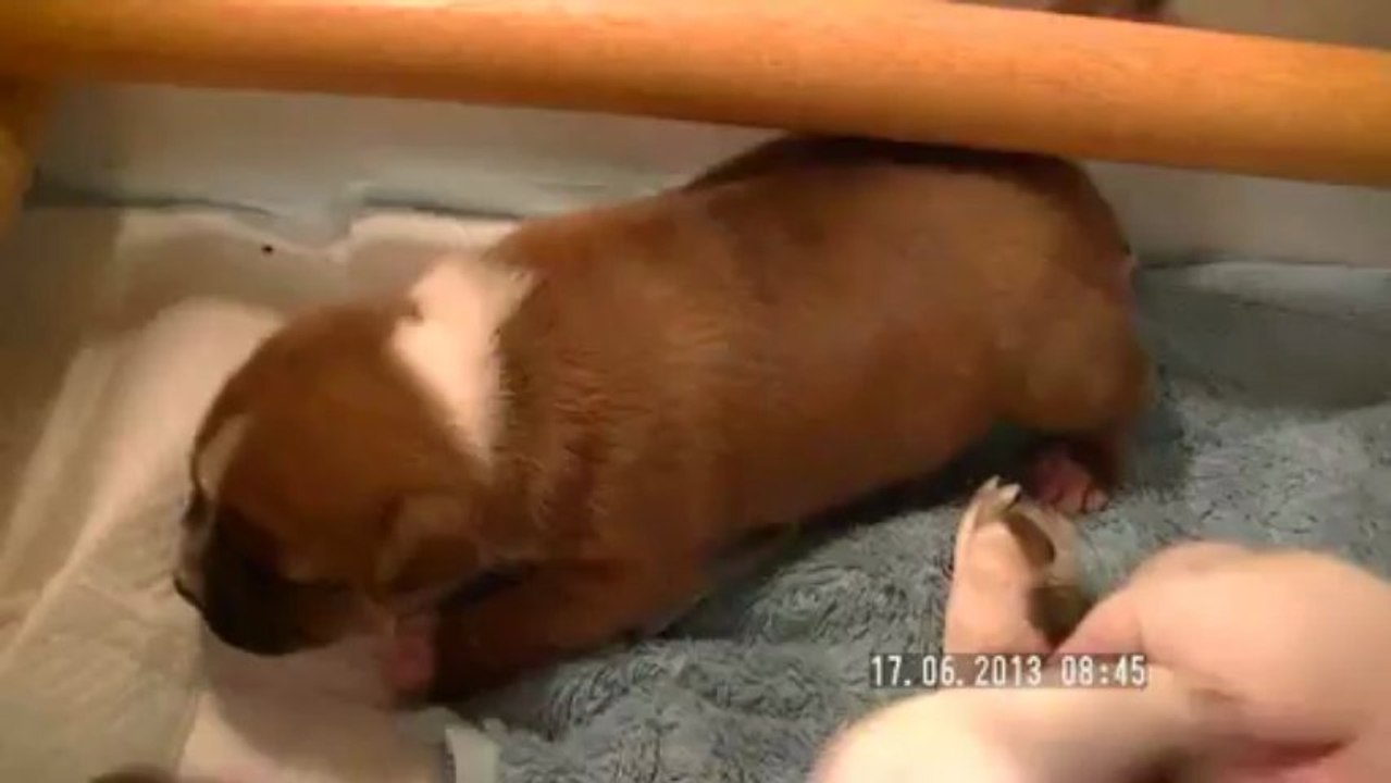 3.La 11ème portée de Staffordland Elevage exclusif de staffordshire bull terrier ( staffie) vidéo n°3