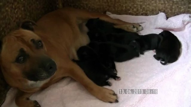 2.La 12ème portée de Staffordland Elevage exclusif de staffordshire bull terrier ( staffie ) vidéo du 13.06.13