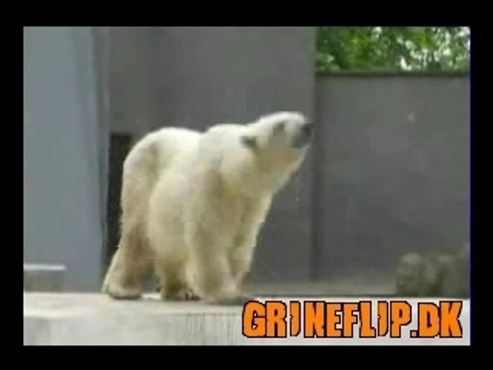 Dancing polarbear full