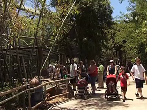 В зоопарке Сан-Диего открыли «Аллею лемуров»