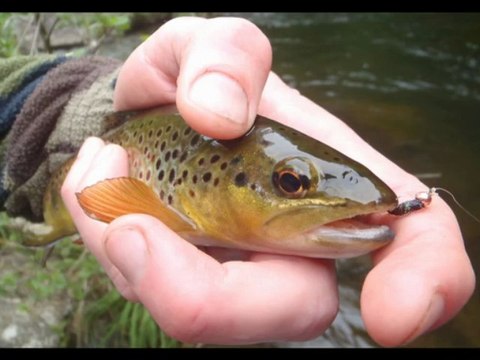 Peche mouche seche en potence plus nymphe