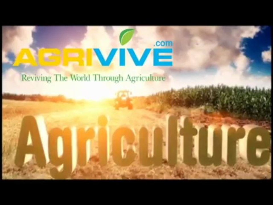 http://www.AGRIVIVE.com Buy Bulk Corn, Maize, Feed Corn, Corn Feed, Corn Gluten Feed, Feed Corn Prices, Corn for Chicken Feed