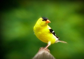 Yellow Birds (PPS) [720]