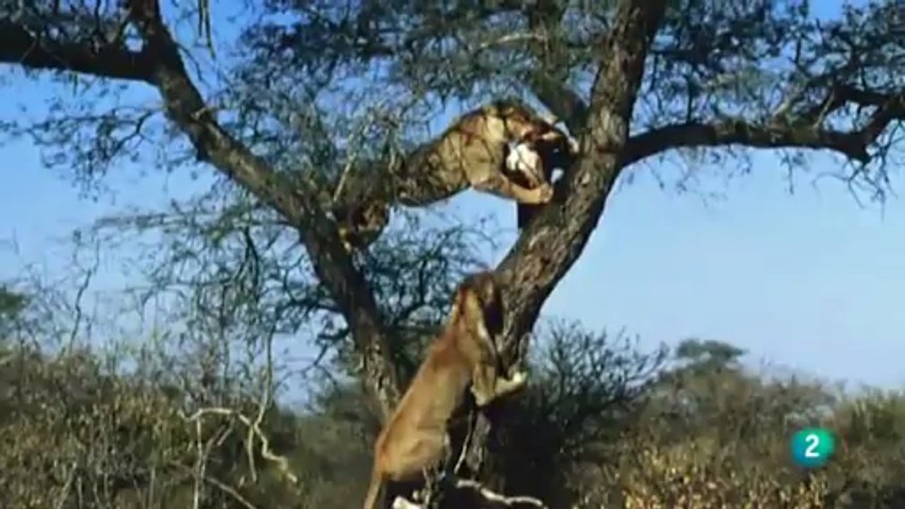 La reina leopardo