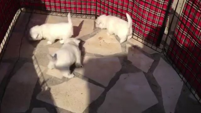 Bébés West Highland White Terrier d'un mois. Elevage Hacienda de las Hadas