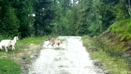 Folie OGM : des moutons avec de l'ADN de piranha !!!