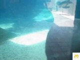 Manatee hits nose at glass -- Mote Marine Aquarium, Sarasota, FL