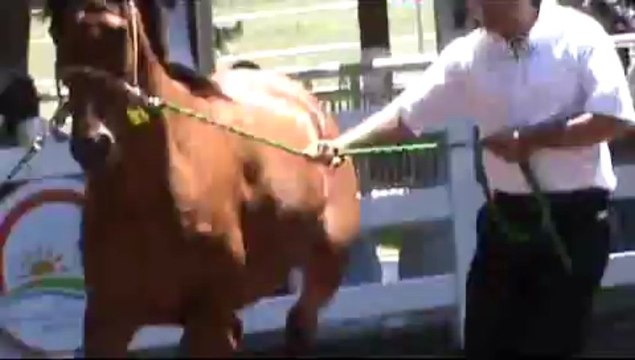 Lüks oto fiyatına taylar