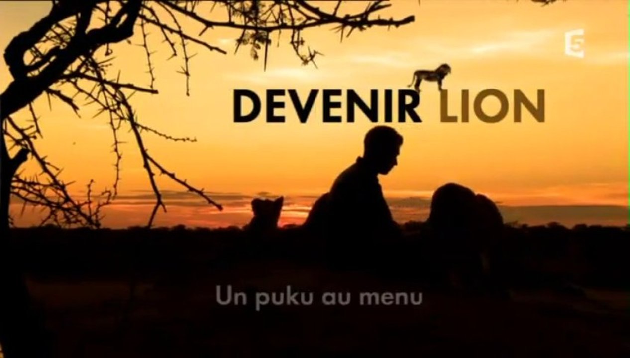 Devenir lion (7/12)