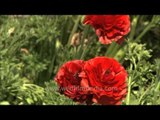 Ranunculus and Anemones bloom at the Mughal Gardens in Rashtrapati Bhavan