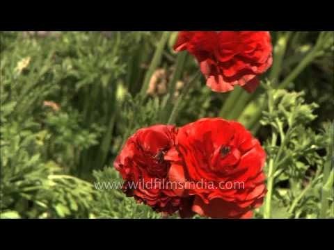 Ranunculus and Anemones bloom at the Mughal Gardens in Rashtrapati Bhavan
