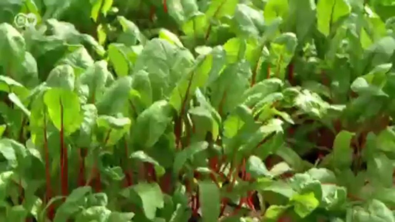 Hechtknödel mit Roter Beete und Kräutern | Euromaxx