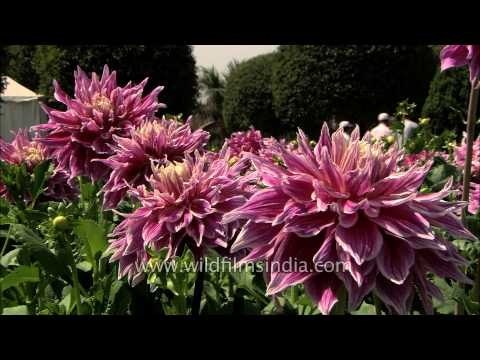 Massive purple double Dahlias flowering