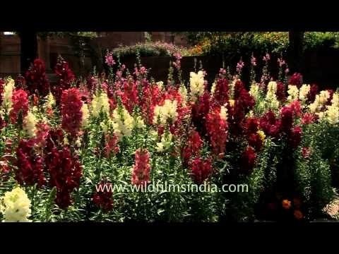 Snapdragon Flowers in bloom at Mughal Gardens of Rashtrapati Bhavan