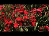 Red Dianthus flowers in Mughal garden