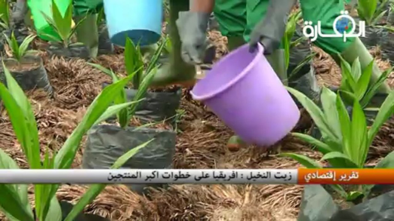 زيت النخيل : افريقيا على خطوات اكبر المنتجين