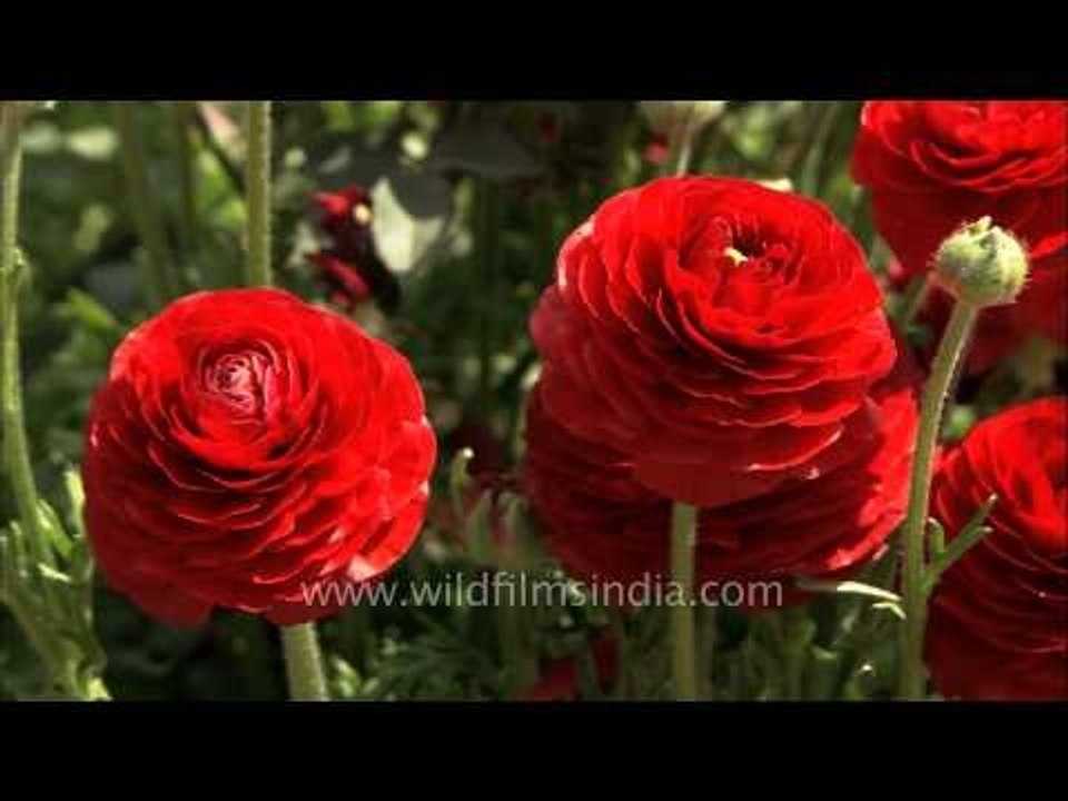 Gorgeous red Ranunculus flower
