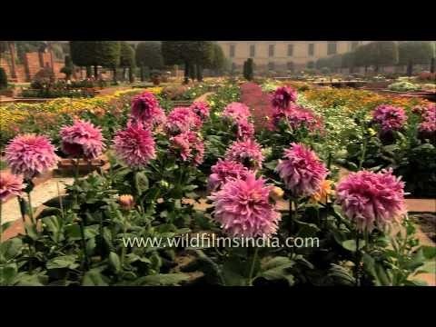 Dahlias in Mughal Garden of Rashtrapati Bhavan