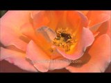 A honey bee foraging on a rose at Mughal Gardens, Rashtrapati Bhavan