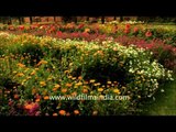 Varieties of flower in full bloom at the Mughal garden of Rashtrapati Bhawan