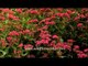 Silene viscaria, flowering plant