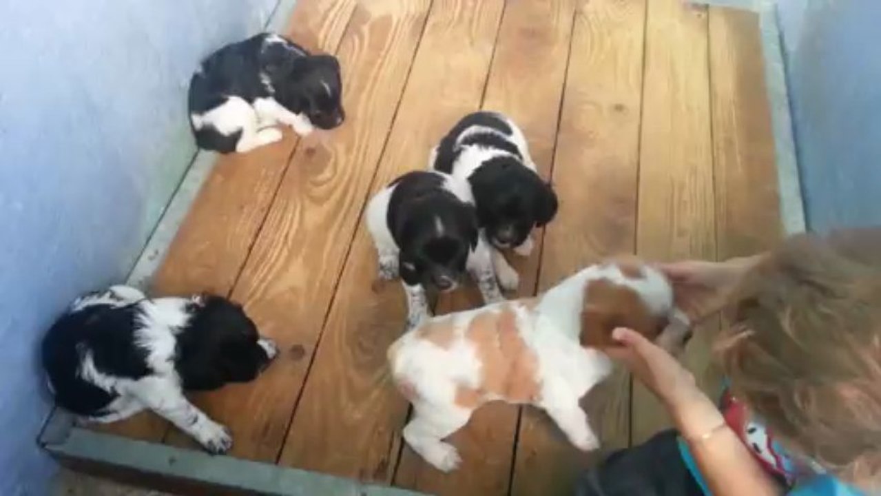 Portée Faune du Valat de Perret et Grant du Valat de perret d'avril 2013