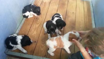 Portée Faune du Valat de Perret et Grant du Valat de perret d'avril 2013