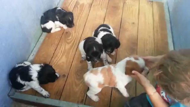 Portée Faune du Valat de Perret et Grant du Valat de perret d'avril 2013