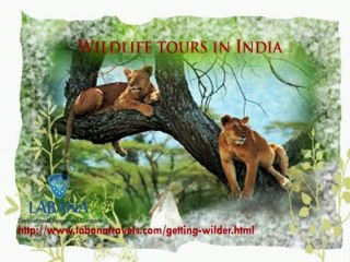 The exhilarating wildlife tours in India