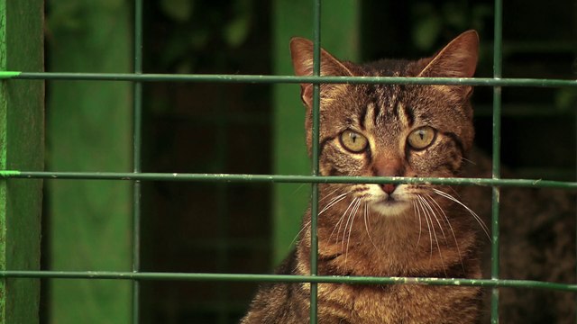 Fondation 30 Millions d'Amis 1er partenaire des refuges (version longue)