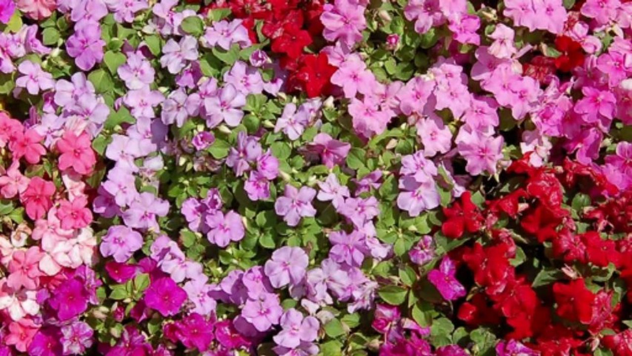 Learn Photography Tricks And Special Effects Ebook