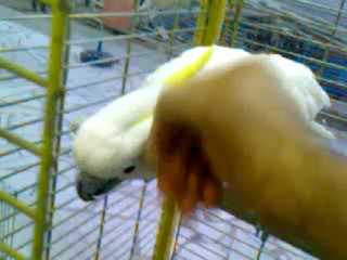 Sülfür Kakadu Papağanım