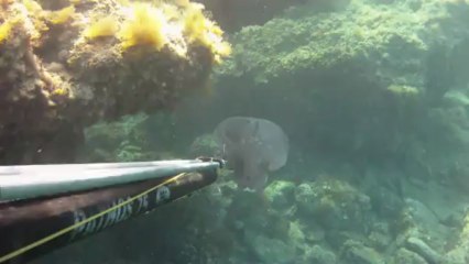 Elektrik Balığı - Torpedo Marmorata