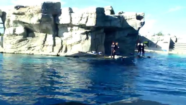 Jack e lo spettacolo dei Delfini di Riccione