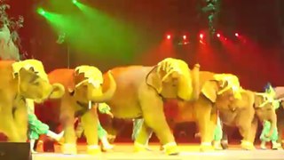 Guanghzou Circus - Les éléphants